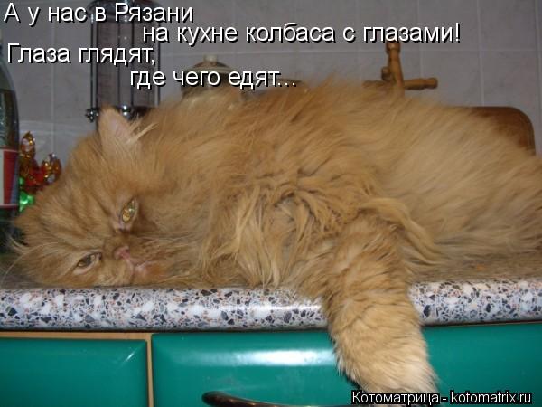 Котоматрица: А у нас в Рязани на кухне колбаса с глазами! Глаза глядят,  где чего едят...