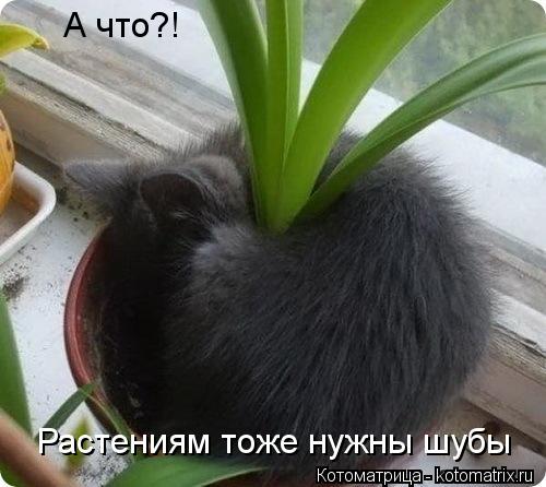А что?! Растениям тоже нужны шубы... Котоматрица: А что?! Растениям тоже нужны шубы