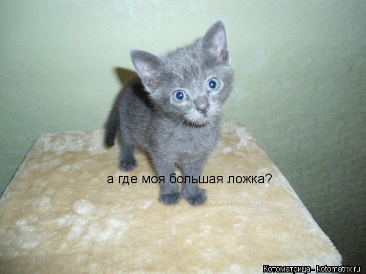 Котоматрица: а где моя большая ложка?