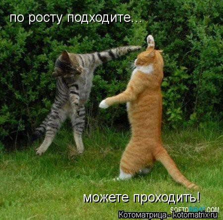 Котоматрица: по росту подходите... можете проходить!