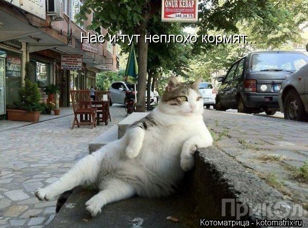 Котоматрица: Нас и тут неплохо кормят...