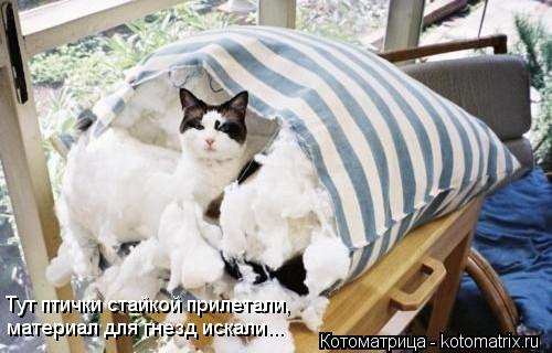 Тут птички стайкой прилетали, материал для гнезд искали...... Котоматрица: Тут птички стайкой прилетали, материал для гнезд искали...