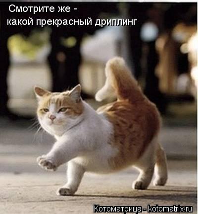Смотрите же - какой прекрасный дриплинг... Котоматрица: Смотрите же - какой прекрасный дриплинг