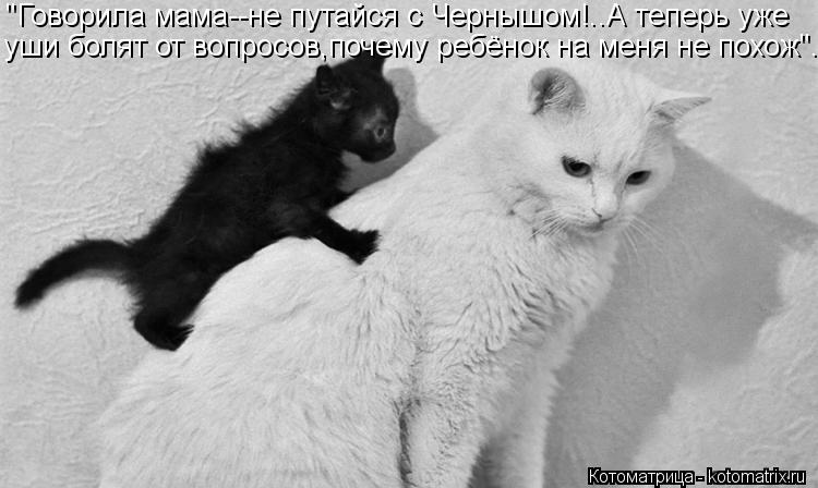 Котоматрица: "Говорила мама--не путайся с Чернышом!..А теперь уже  уши болят от вопросов,почему ребёнок на меня не похож"...