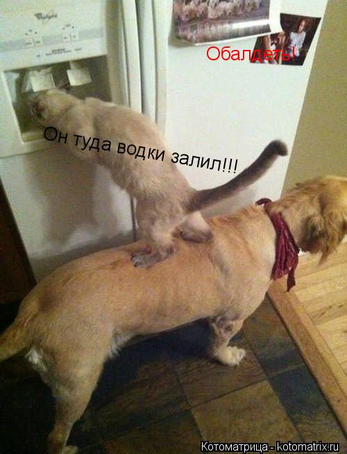 Обалдеть! Обалдеть! Он туда водки залил!!!... Котоматрица: Обалдеть! Обалдеть! Он туда водки залил!!!