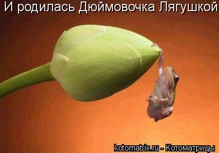 И родилась Дюймовочка Лягушкой...... Котоматрица: И родилась Дюймовочка Лягушкой...