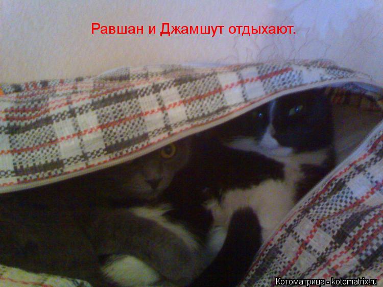 Равшан и Джамшут отдыхают.... Котоматрица: Равшан и Джамшут отдыхают.