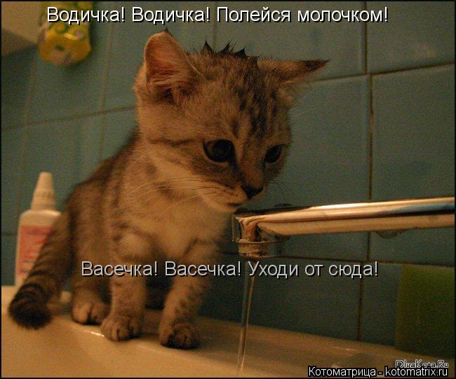Водичка! Водичка! Полейся молочком! Васечка! Васечка! Уходи от сюда!... Котоматрица: Водичка! Водичка! Полейся молочком! Васечка! Васечка! Уходи от сюда!