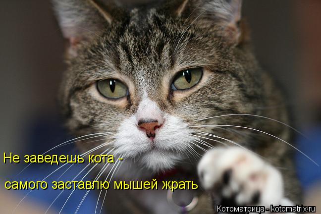 Котоматрица: Не заведешь кота - самого заставлю мышей жрать