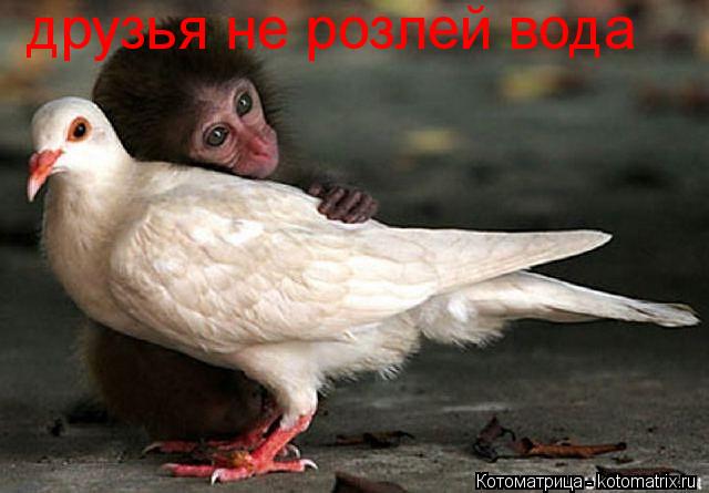 друзья не розлей вода... Котоматрица: друзья не розлей вода