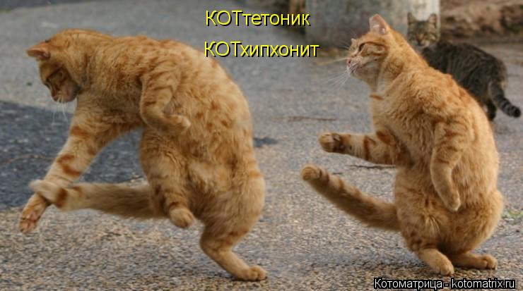 КОТтетоник КОТхипхонит... Котоматрица: КОТтетоник КОТхипхонит