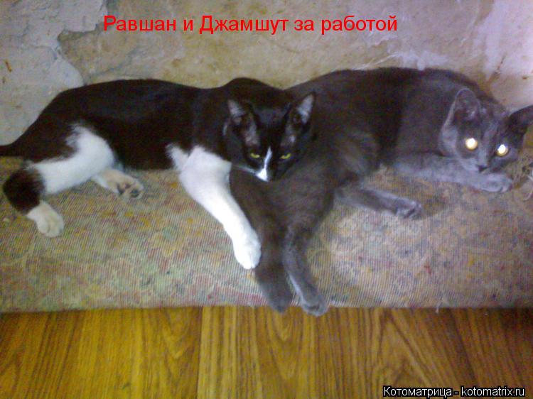 Равшан и Джамшут за работой... Котоматрица: Равшан и Джамшут за работой