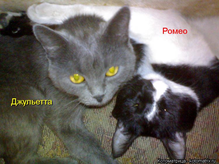 Ромео Джульетта... Котоматрица: Ромео Джульетта