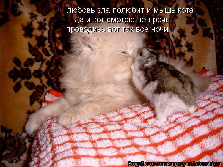 Котоматрица: любовь зла полюбит и мышь кота да и кот смотрю не прочь проводиьь вот так все ночи