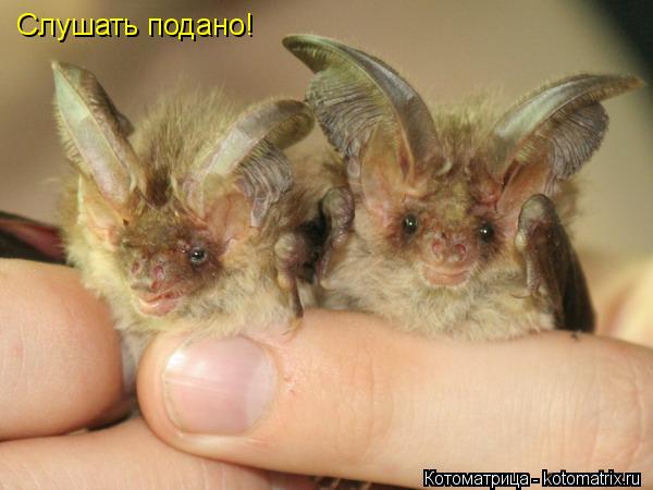 Котоматрица: Слушать подано!