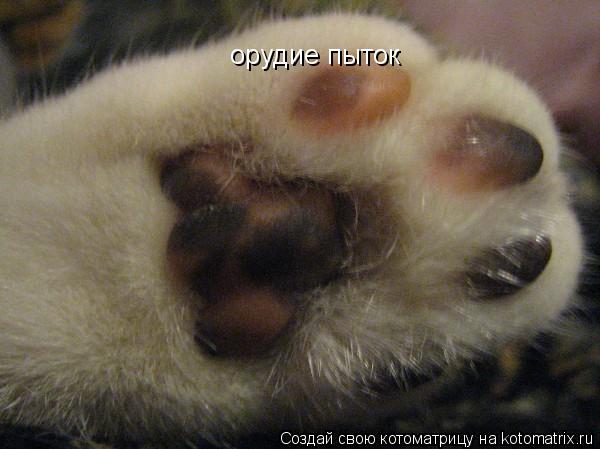 Котоматрица: орудие пыток
