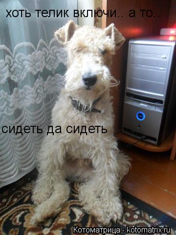 хоть телик включи.. а то.. сидеть да сидеть... Котоматрица: хоть телик включи.. а то.. сидеть да сидеть