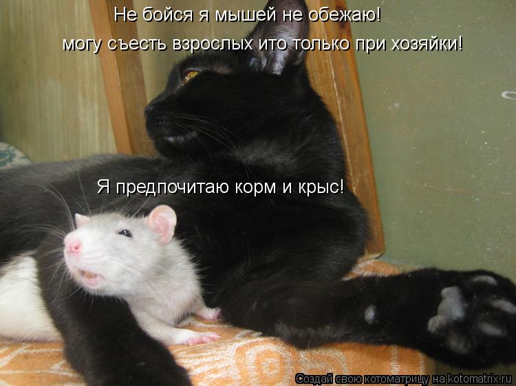 Котоматрица: Не бойся я мышей не обежаю! могу съесть взрослых ито только при хозяйки! могу съесть взрослых ито только при хозяйки! Я предпочитаю корм и кр