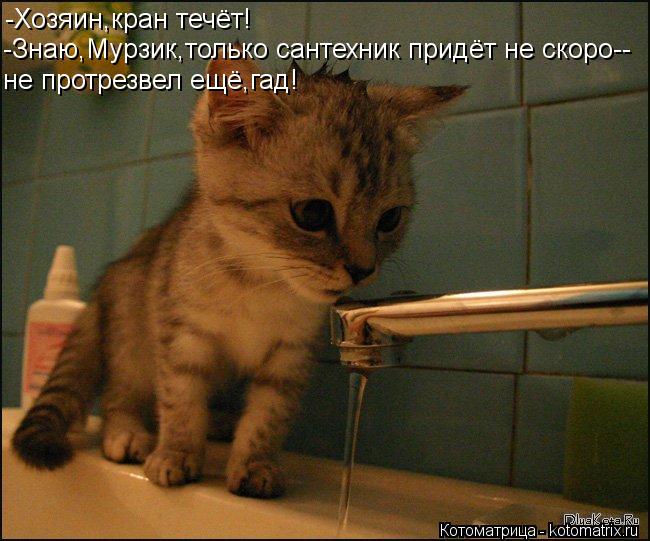 Котоматрица: -Хозяин,кран течёт! -Знаю,Мурзик,только сантехник придёт не скоро-- не протрезвел ещё,гад!
