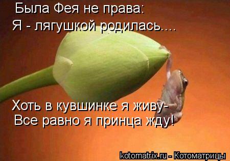 Была Фея не права: Я - лягушкой родилась.... Хоть в кувшинке я живу- Все равно я принца жду!... Котоматрица: Была Фея не права: Я - лягушкой родилась.... Хоть в кувшинке я живу- Все равно я принца жду!