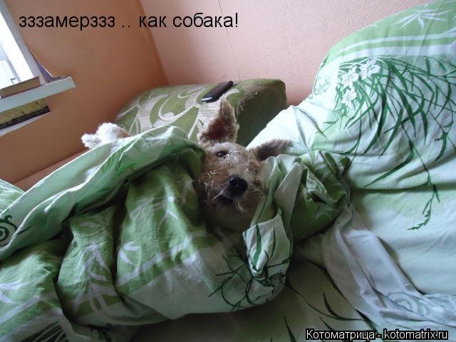 зззамерззз .. как собака!... Котоматрица: зззамерззз .. как собака!