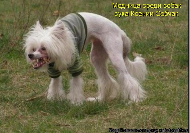 Модница среди собак сука Ксении Собчак... Котоматрица: Модница среди собак сука Ксении Собчак