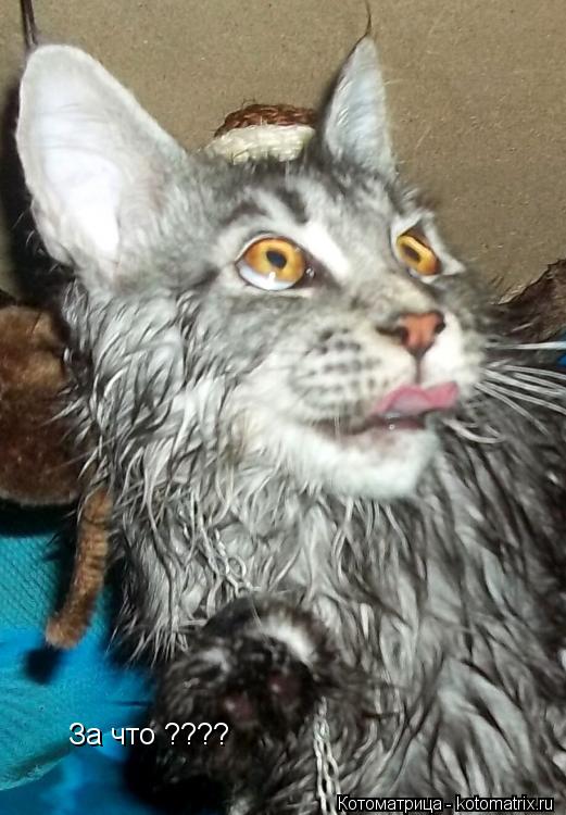 За что ????... Котоматрица: За что ????