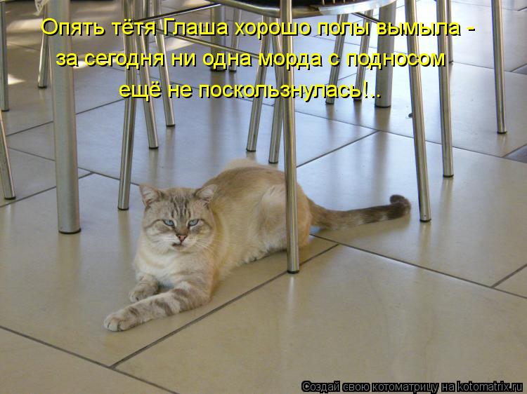 Опять тётя Глаша хорошо полы вымыла - за сегодня ни одна морда с подносом ещё не поскользнулась!..... Котоматрица: Опять тётя Глаша хорошо полы вымыла - за сегодня ни одна морда с подносом ещё не поскользнулась!..