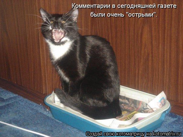 Котоматрица: Комментарии в сегодняшней газете были очень "острыми".