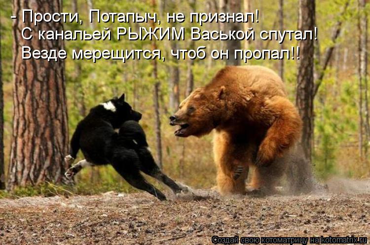 Котоматрица: - Прости, Потапыч, не признал! С канальей РЫЖИМ Васькой спутал! Везде мерещится, чтоб он пропал!!