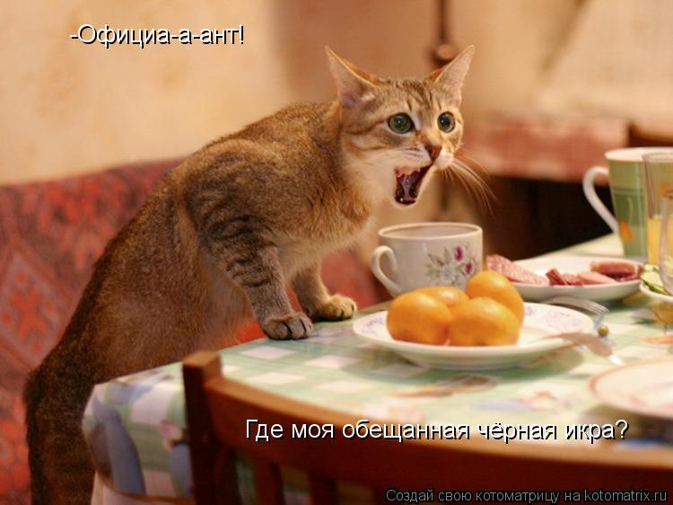 Котоматрица: -Официа-а-ант! Где моя обещанная чёрная икра?