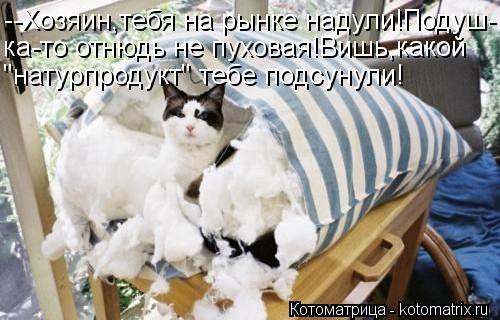 --Хозяин,тебя на рынке надули!Подуш- ка-то отнюдь не пуховая!Вишь,какой "натурпродукт" тебе подсунули... Котоматрица: --Хозяин,тебя на рынке надули!Подуш- ка-то отнюдь не пуховая!Вишь,какой "натурпродукт" тебе подсунули!