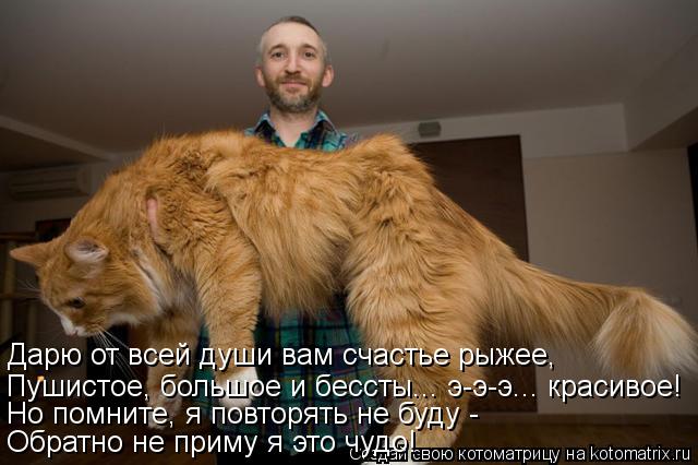 Котоматрица: Дарю от всей души вам счастье рыжее, Пушистое, большое и бессты... э-э-э... красивое! Но помните, я повторять не буду -  Обратно не приму я это чуд