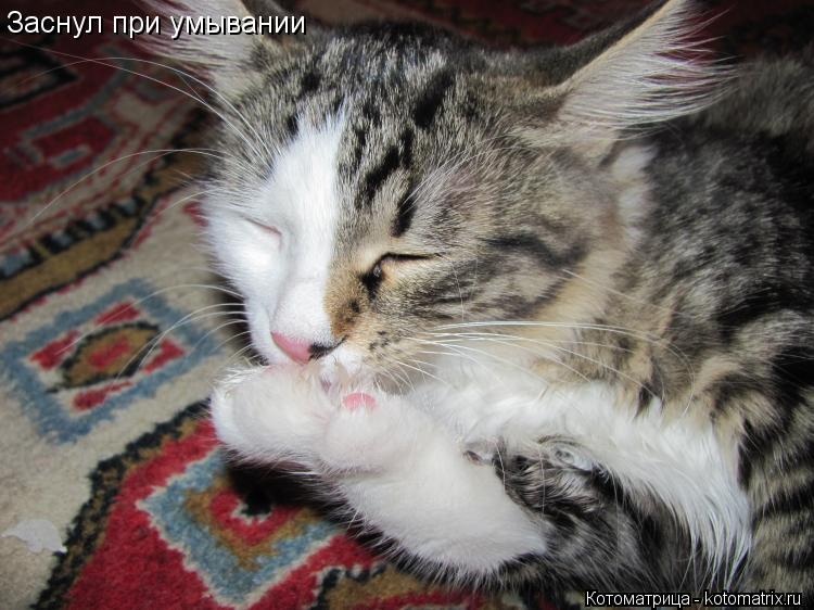 Котоматрица: Заснул при умывании