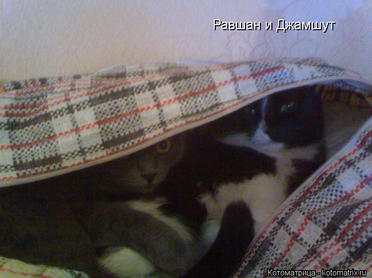 Равшан и Джамшут... Котоматрица: Равшан и Джамшут