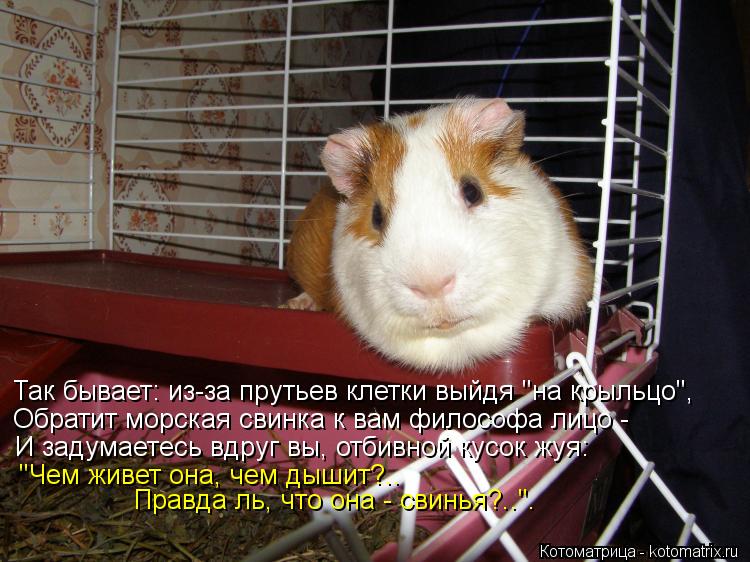 Так бывает: из-за прутьев клетки выйдя "на крыльцо", Обратит морская свинка к вам философа лицо - И ... Котоматрица: Так бывает: из-за прутьев клетки выйдя "на крыльцо", Обратит морская свинка к вам философа лицо - И задумаетесь вдруг вы, отбивной кусок жуя: "