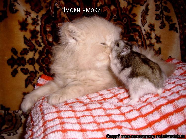 Котоматрица: Чмоки чмоки!
