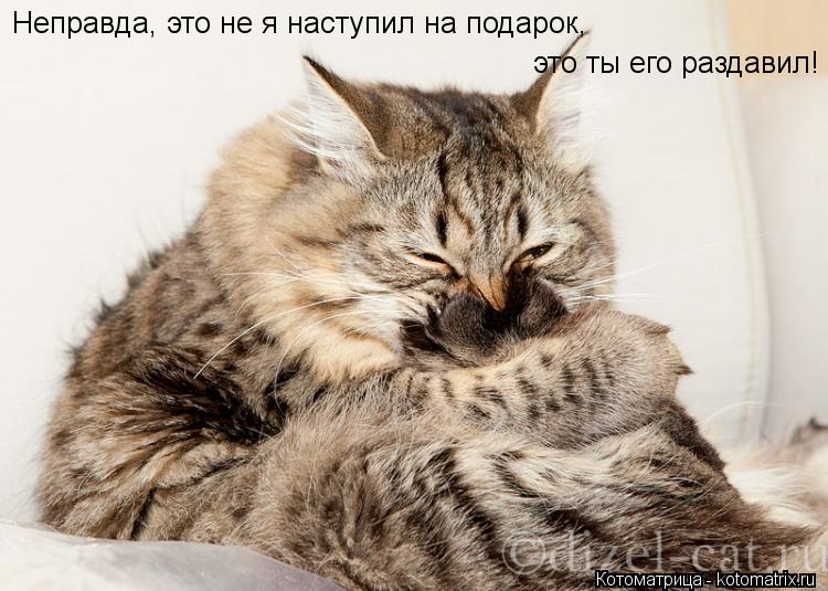 Неправда, это не я наступил на подарок, это ты его раздавил!... Котоматрица: Неправда, это не я наступил на подарок, это ты его раздавил!