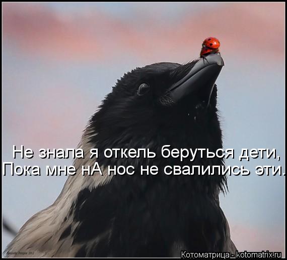 Котоматрица: Не знала я откель беруться дети, Пока мне нА нос не свалились эти...