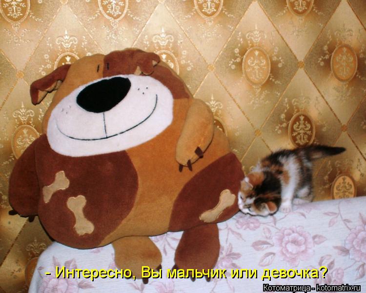 Котоматрица: - Интересно, Вы мальчик или девочка?