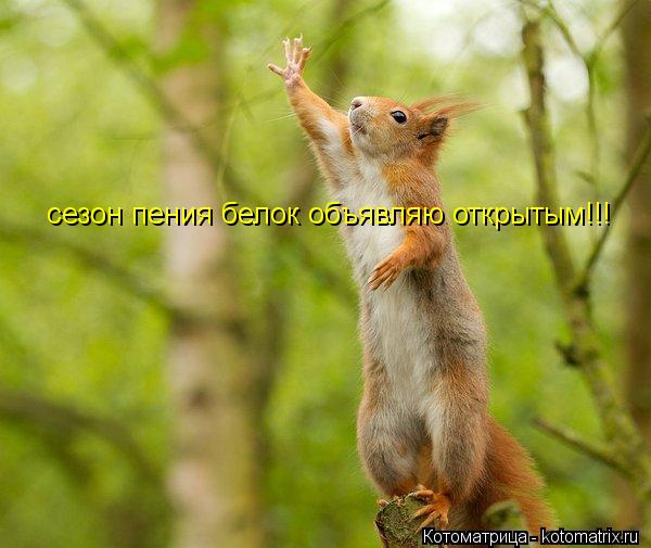 Котоматрица: сезон пения белок объявляю открытым!!!