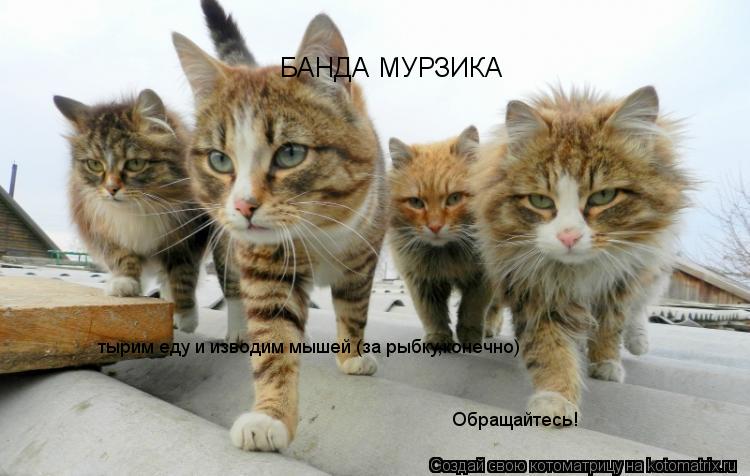 Котоматрица: БАНДА МУРЗИКА тырим еду и изводим мышей (за рыбку,конечно) тырим еду и изводим мышей (за рыбку,конечно) Обращайтесь! Обращайтесь!