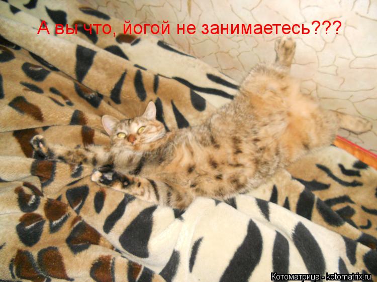 Котоматрица: А вы что, йогой не занимаетесь???