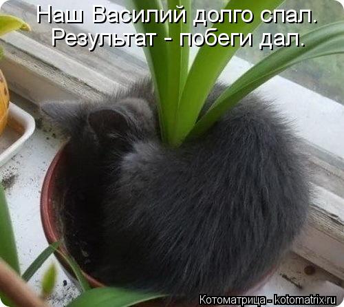 Котоматрица: Наш Василий долго спал. Результат - побеги дал.