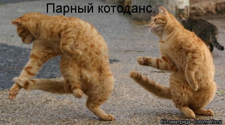 Парный котоданс.... Котоматрица: Парный котоданс.