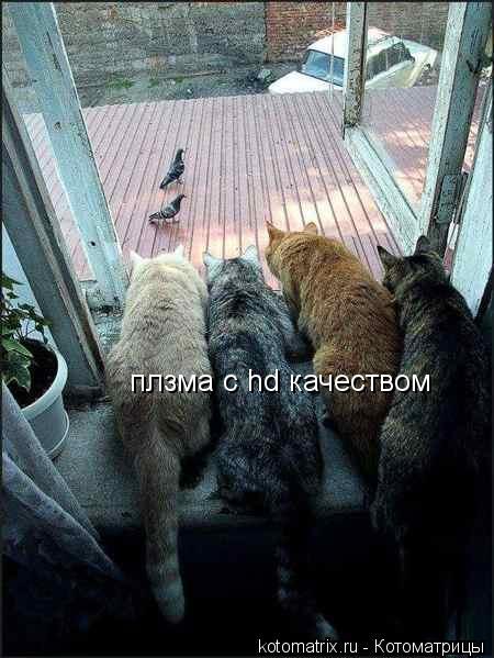 Котоматрица: плзма с hd качеством