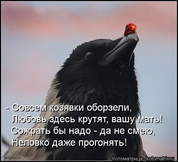 - Совсем козявки оборзели, Любовь здесь крутят, вашу мать! Сожрать бы надо - да не смею, Неловко даже... Котоматрица: - Совсем козявки оборзели, Любовь здесь крутят, вашу мать! Сожрать бы надо - да не смею, Неловко даже прогонять!