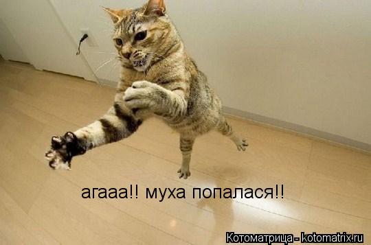 агааа!! муха попалася!!... Котоматрица: агааа!! муха попалася!!