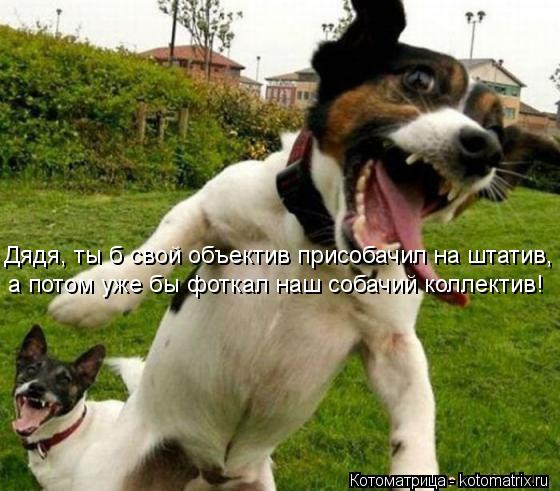 Дядя, ты б свой объектив присобачил на штатив, а потом уже бы фоткал наш собачий коллектив!... Котоматрица: Дядя, ты б свой объектив присобачил на штатив, а потом уже бы фоткал наш собачий коллектив!