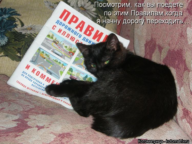 Посмотрим, как вы поедете по этим Правилам,когда я начну дорогу переходить...... Котоматрица: Посмотрим, как вы поедете по этим Правилам,когда я начну дорогу переходить...